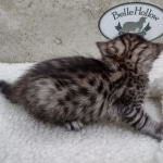 Savannah F-4SBT Female DOB 8-3-22