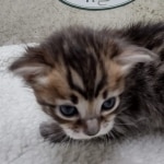 Savannah F-4SBT Female DOB 8-3-22