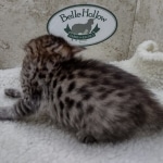 Savannah F-4SBT Female DOB 8-3-22