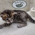 Savannah F-4SBT Female DOB 8-3-22