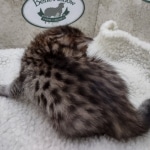 Savannah F-4SBT Female DOB 8-3-22