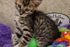 Savannah F-4SBT BST Female #3 DOB 8-3-22