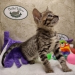 Savannah F-4SBt Female DOB 8-3-22