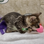 Savannah F-4SBt Female DOB 8-3-22