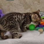 Savannah F-4SBt Female DOB 8-3-22