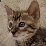 Savannah F-4SBt Female DOB 8-3-22