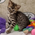 Savannah F-4SBt Female DOB 8-3-22