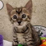 Savannah F-4SBt Female DOB 8-3-22