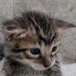 Savannah F-4SBT Female DOB 8-3-22