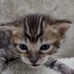 Savannah F-4SBt Female DOB 8-3-22