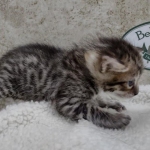 Savannah F-4SBt Female DOB 8-3-22