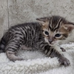 Savannah F-4SBt Female DOB 8-3-22