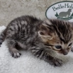 Savannah F-4SBt Female DOB 8-3-22