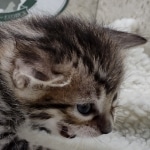 Savannah F-4SBt Female DOB 8-3-22