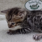 Savannah F-4SBt Female DOB 8-3-22