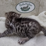 Savannah F-4SBt Female DOB 8-3-22