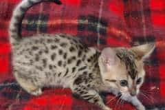 Savannah F-4SBT BST Female DOB 10-8-21