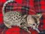Savannah F-4SBT BST Female DOB 10-8-21