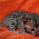 Savannah F-4SBT Brown Spotted female DOB 10-8-21