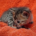 Savannah F-4SBT Brown Spotted female DOB 10-8-21