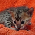 Savannah F-4SBT Brown Spotted female DOB 10-8-21