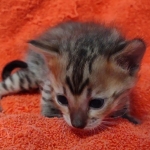 Savannah F-4SBT Brown Spotted female DOB 10-8-21