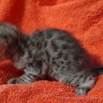 Savannah F-4SBT Brown Spotted female DOB 10-8-21