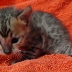 Savannah F-4SBT Brown Spotted female DOB 10-8-21