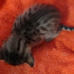 Savannah F-4SBT Brown Spotted female DOB 10-8-21