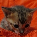 Savannah F-4SBT Brown Spotted female DOB 10-8-21