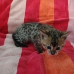 Savannah F-4SBT Brown Spotted female DOB 10-8-21