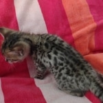 Savannah F-4SBT Brown Spotted female DOB 10-8-21