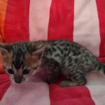 Savannah F-4SBT Brown Spotted female DOB 10-8-21