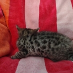 Savannah F-4SBT Brown Spotted female DOB 10-8-21