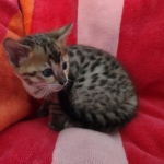 Savannah F-4SBT Brown Spotted female DOB 10-8-21