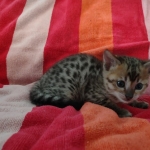 Savannah F-4SBT Brown Spotted female DOB 10-8-21