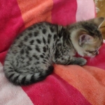 Savannah F-4SBT Brown Spotted female DOB 10-8-21