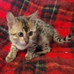 Savannah F-4SBT Brown Spotted female DOB 10-8-21