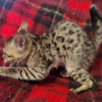 Savannah F-4SBT Brown Spotted female DOB 10-8-21