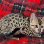 Savannah F-4SBT Brown Spotted female DOB 10-8-21