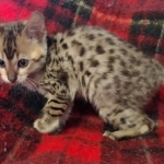 Savannah F-4SBT Brown Spotted female DOB 10-8-21