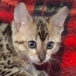 Savannah F-4SBT Brown Spotted female DOB 10-8-21