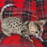 Savannah F-4SBT Brown Spotted female DOB 10-8-21