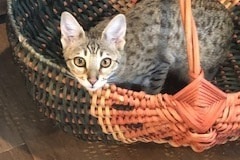 Izzy Savannah F-4SBT BST Female DOB 11-18-18