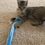 Izzy, Savannah, F-4SBT, BST, Female DOB 11-18-18