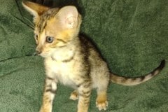 Melody Savannah F-4SBT BST female DOB 2-10-22