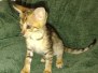 Melody Savannah F-4SBT BST female DOB 2-10-22