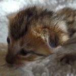 Savannah F-4SBT female DOB 2-10-22