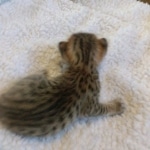 Melody Savannah F-4SBT female DOB 2-10-22