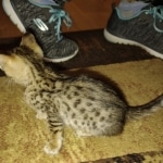 Melody Savannah F-4SBT female DOB 2-10-22